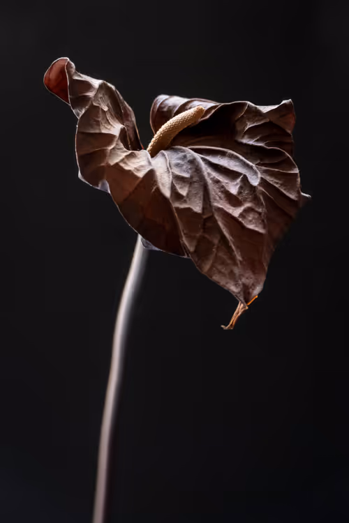Item #2 Media