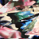 426