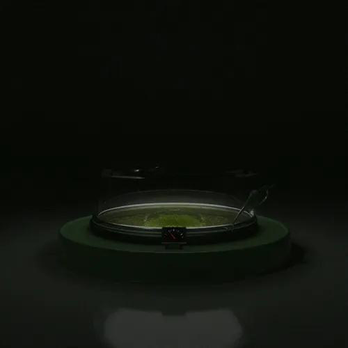 Item #0 Media