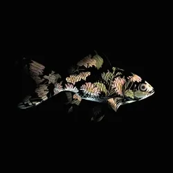 CryptoFish #4937