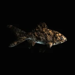 CryptoFish #1211