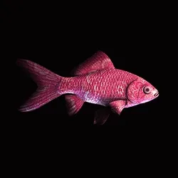 CryptoFish #1457