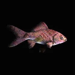 CryptoFish #1460