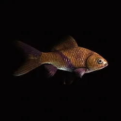 CryptoFish #399