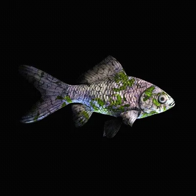 Cryptofish Io