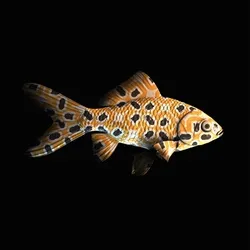 CryptoFish #667