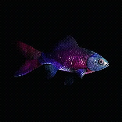 CryptoFish #6767