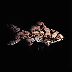CryptoFish #281
