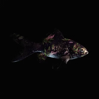 Cryptofish Io