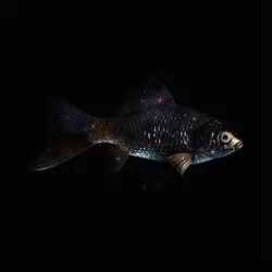 CryptoFish #1147