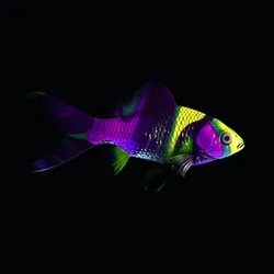 CryptoFish #1555