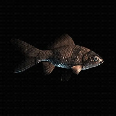Cryptofish Io