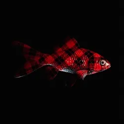 CryptoFish #372