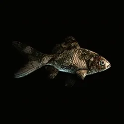 CryptoFish #6258