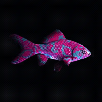 CryptoFish #2555