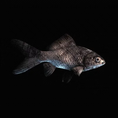 Cryptofish Io