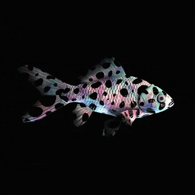 Cryptofish Io