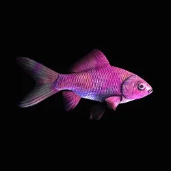 CryptoFish #269