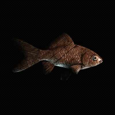 Cryptofish Io