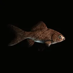 CryptoFish #1531