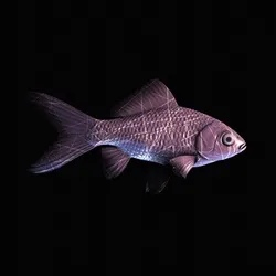 CryptoFish #5070