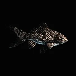 CryptoFish #1417