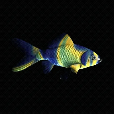 Cryptofish Io