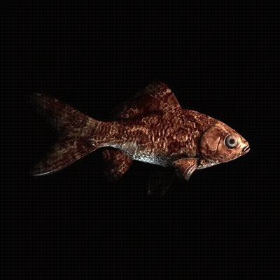 Cryptofish Io