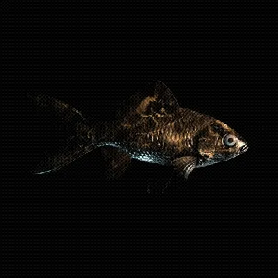 CryptoFish #3033