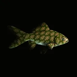 CryptoFish #1642