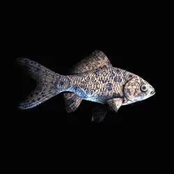 CryptoFish #5854