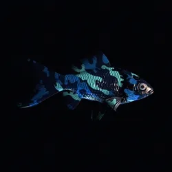 CryptoFish #3176