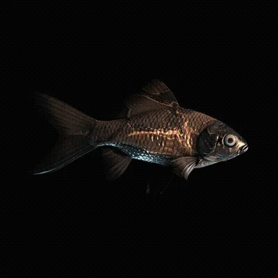 Cryptofish Io