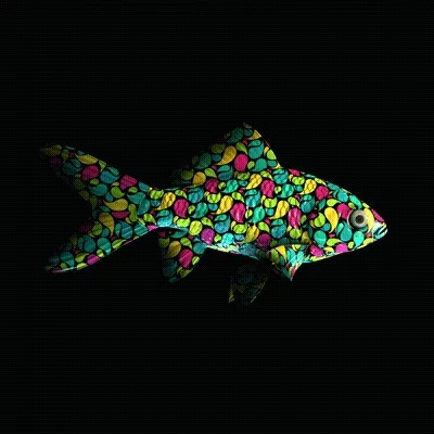Cryptofish Io