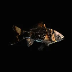 CryptoFish #2463