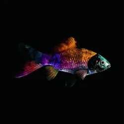 CryptoFish #633
