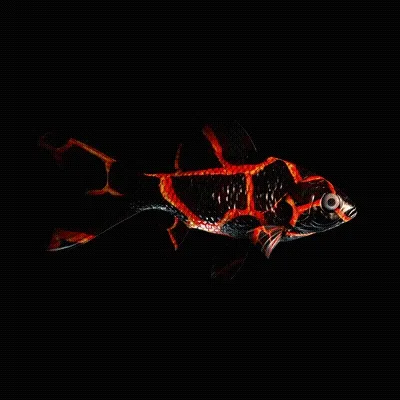 Cryptofish Io