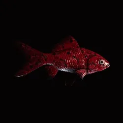 CryptoFish #6013