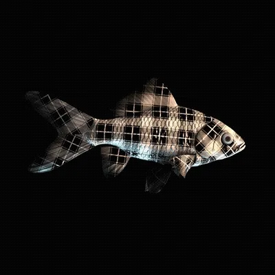 Cryptofish Io
