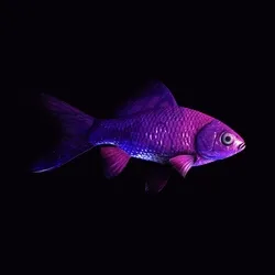 CryptoFish #5739
