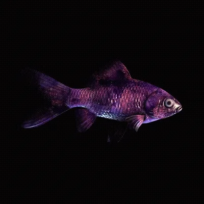 CryptoFish #2801