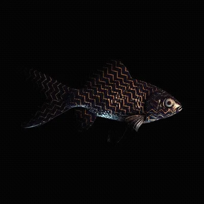 CryptoFish #2536