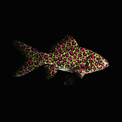 Cryptofish Io