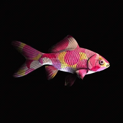 Cryptofish Io