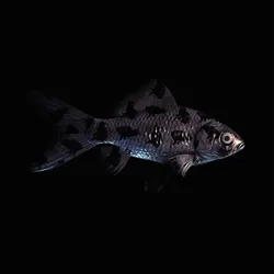 CryptoFish #5091