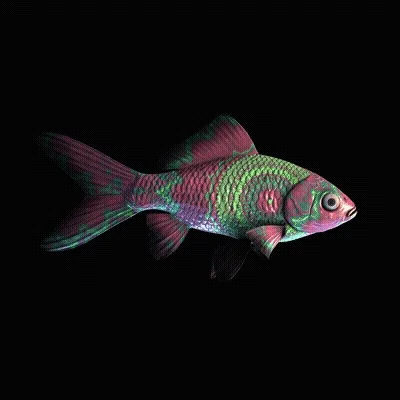 Cryptofish Io