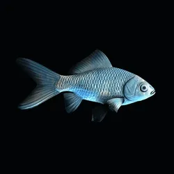 CryptoFish #4238