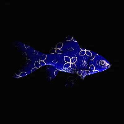 Cryptofish Io