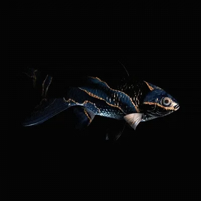 Cryptofish Io