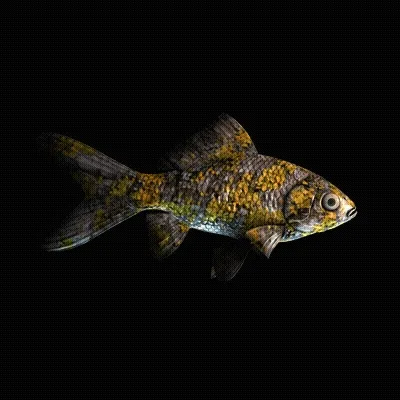Cryptofish Io